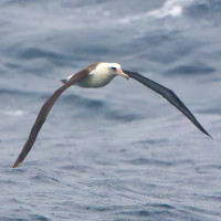 Laysan Albatross